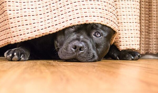 Según un estudio, los perros se desvelan tras situaciones estresantes al igual que los humanos