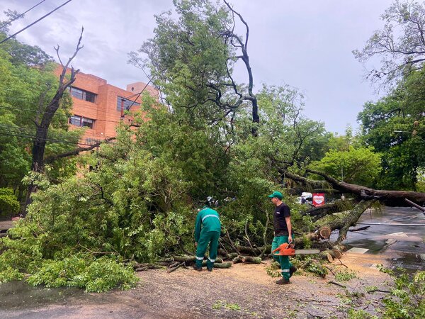 Municipalidad despeja calles luego de caída de árboles por temporal - 1000 Noticias