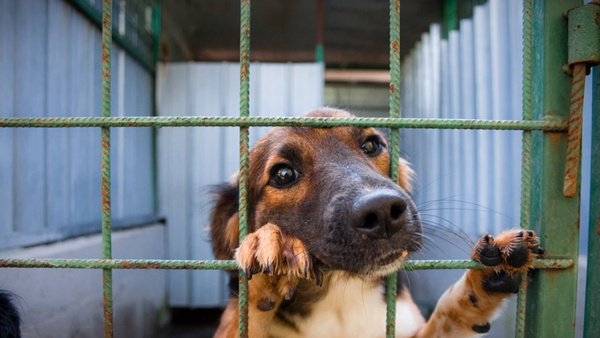 Golgó a una perrita por "comer a su gallina"