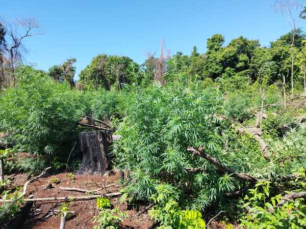 Operativo conjunto erradica más de 17 hectáreas de marihuana en el Parque Nacional San Rafael
