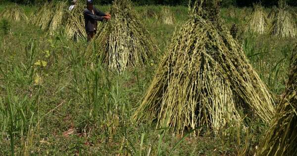 La Nación / Buena perspectiva en producción de sésamo pese a la sequía, afirman exportadores