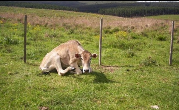 Comienza campaña de vacunación contra la rabia bovina en Itapúa para frenar brote en Natalio y Yatytay