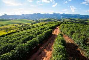 Tours a los cafetales de Minas Gerais, Brasil: los puntos obligados de todo fanático del café - Viajes - ABC Color