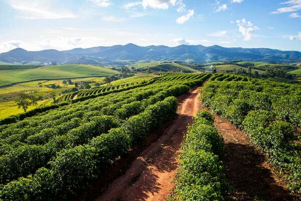 Tours a los cafetales de Minas Gerais, Brasil: los puntos obligados de todo fanático del café - Viajes - ABC Color