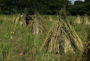 Buena perspectiva en producción de sésamo pese a la sequía, afirman exportadores