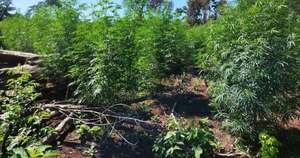 Diario HOY | Erradican más de 17 hectáreas de marihuana en la Reserva San Rafael