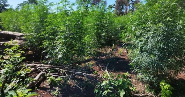 Diario HOY | Erradican más de 17 hectáreas de marihuana en la Reserva San Rafael