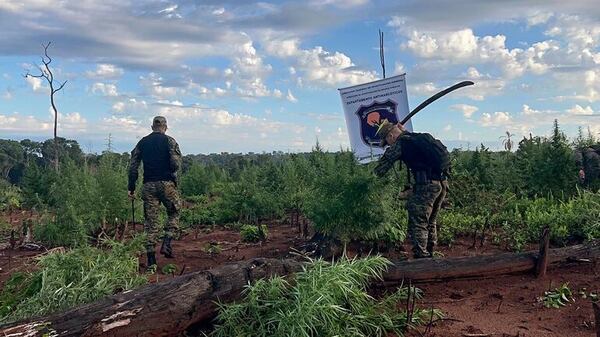 Operativo contra cultivos de marihuana en Reserva San Rafael - 1000 Noticias