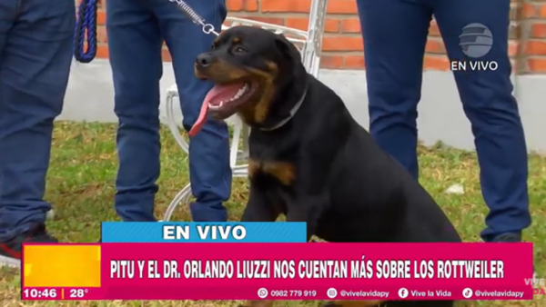 Conocemos más sobre los Rottweiler y sus cuidados