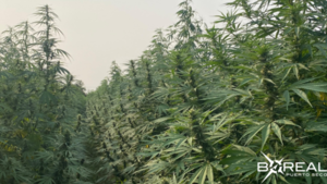 Cannabis en el mercado europeo: concretan primer envío a Suiza - Unicanal