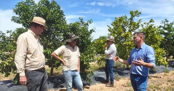 La Nación / La producción de cítricos gana terreno en exportación