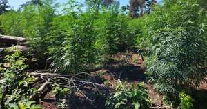 La Nación / Eliminan 33 hectáreas de marihuana en Itapúa