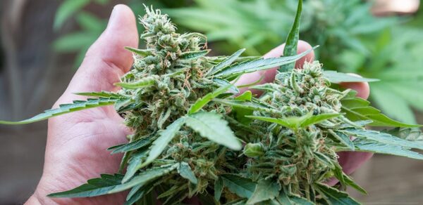 Anuncian la primera exportación paraguaya de flores de Cannabis a Suiza
