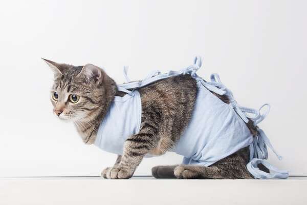 Los beneficios de la esterilización en gatos: mitos y realidades - Mascotas - ABC Color