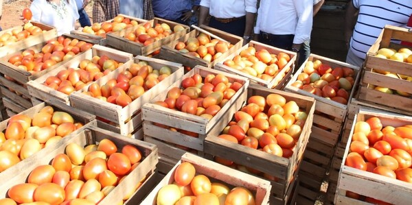 MAG implementa importación gradual de tomates para contener precios - 1000 Noticias
