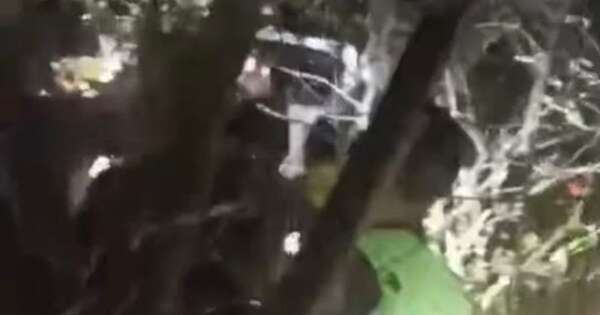 Diario HOY | VIDEO| Agentes localizan a mujer desaparecida en el bosque con graves lesiones