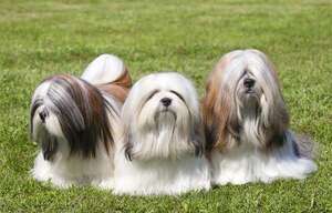 Perro de raza Lhasa Apso, una de las razas caninas más antiguas del mundo - Mascotas - ABC Color