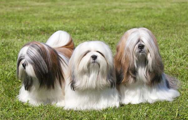 Perro de raza Lhasa Apso, una de las razas caninas más antiguas del mundo - Mascotas - ABC Color