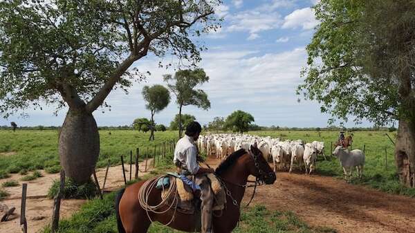 Mesa de Carne Sostenible: ganadería está obligada a ser eficiente para subsistir, alertan - Economía - ABC Color
