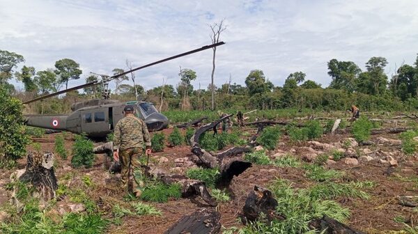 Operativo permite hallar y destruir más de 60 toneladas de marihuana dentro del Parque San Rafael