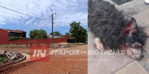 ENCARNACIÓN: VECINOS DEL BARRIO FÁTIMA EN ZOZOBRA POR ATAQUES DE PITBULLS DESCONTROLADOS - Itapúa Noticias