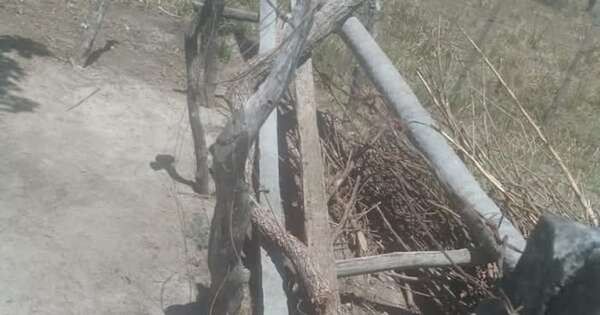 Diario HOY | Niño de 9 años fallece tras tocar cerca electrificada en su patio