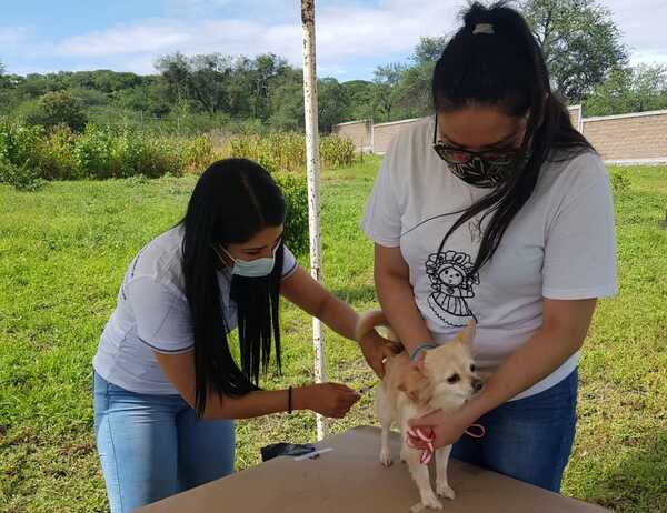 Instan a vacunar mascotas para prevenir enfermedades Tropicales desatendidas - trece