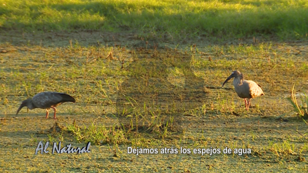 Al Natural: Tesoros de las ecorregiones II - SNT