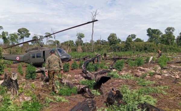 Operativo permite hallar y destruir más de 60 toneladas de marihuana