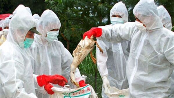 ¿La gripe aviar sería un riesgo? Los humanos tienen anticuerpos que neutralizarían al virus