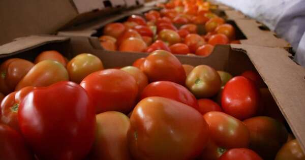 La Nación / MAG asegura tomate con importación regulada