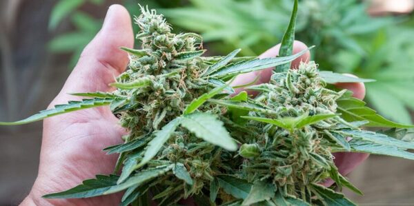 Anuncian la primera exportación paraguaya de flores de cannabis a Suiza