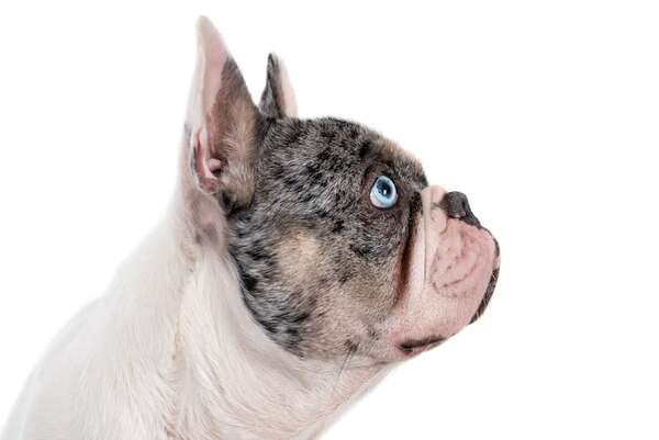 Problemas respiratorios en perros braquicefálicos: cómo proteger a bulldogs y pugs - Mascotas - ABC Color