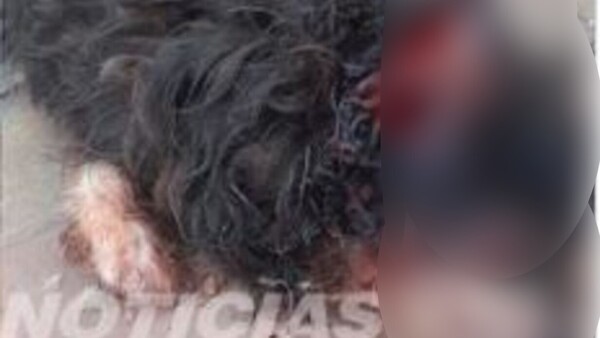 Un perrito falleció tras ataque de dos pitbulls