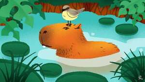 Todo sobre los “capibaras”, los animales que son tendencia en internet - Ciencia - ABC Color