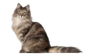 Cómo son los gatos de la raza Bosque de Noruega o norsk skogkatt - Mascotas - ABC Color
