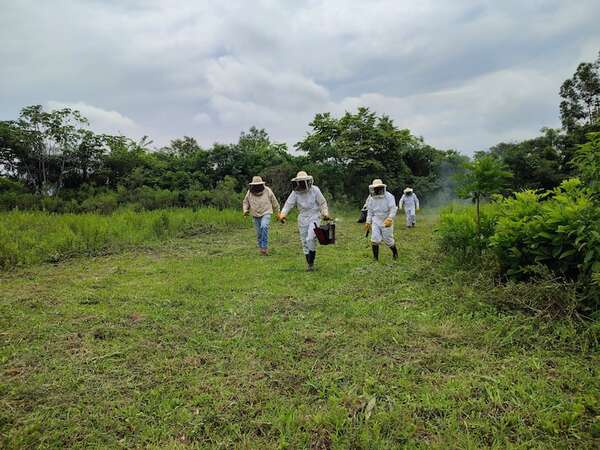 Apicultura: un camino para salvar a las abejas y fortalecer a las familias del campo - - ABC Color