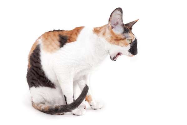 ¿Por qué vomita mi gato?: causas posibles, desde problemas menores hasta emergencias - Mascotas - ABC Color