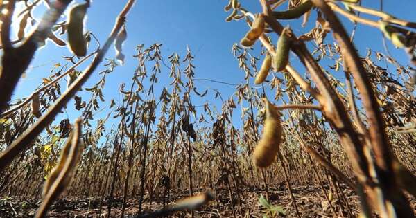 La Nación / Condiciones climáticas también desafían a la soja en el Chaco