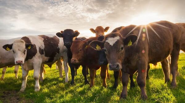 Paraguay adopta el sistema de trazabilidad de ganados en busca de más mercados de la carne