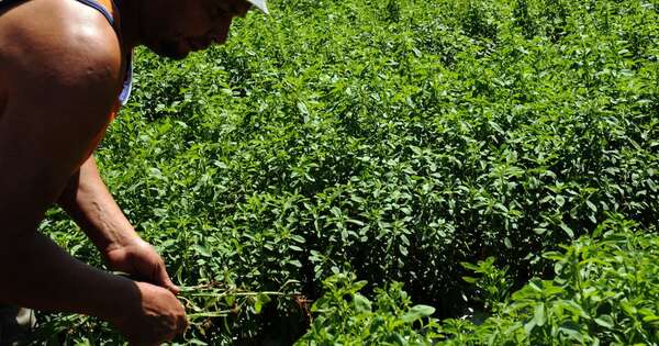 La Nación / Stevia: alta demanda, baja producción y nuevos mercados en la mira