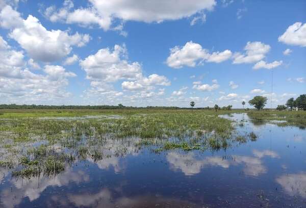 Día Mundial de los Humedales: cuándo es y cuál es la importancia de estos ecosistemas - Ciencia - ABC Color