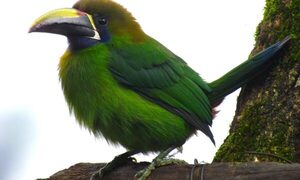 Sobre tucanes y loros, y las adaptaciones y convergencias en diferentes ambientes
