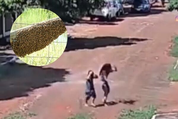 Abejas atacaron a un perro y menores en barrio de Hernandarias - SNT