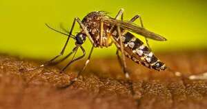 La Nación / Dengue: periodo epidémico refleja suba de notificaciones