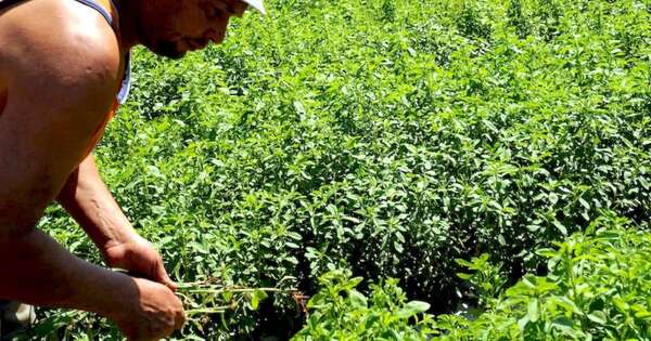 La Nación / Stevia: alta demanda, baja producción y nuevos destinos