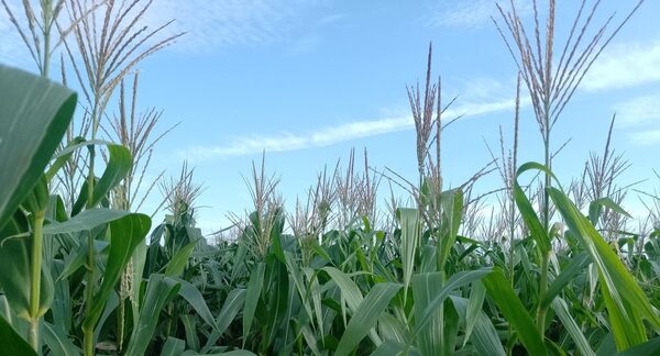 Mediante la inoculación del maíz reducen necesidad de fertilizantes