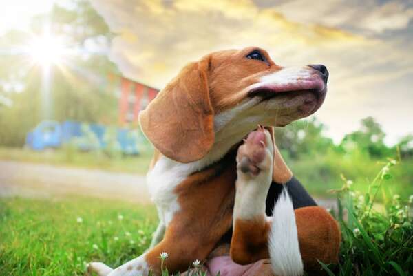 Control de pulgas y garrapatas: estos son los métodos más eficaces según la estación - Mascotas - ABC Color