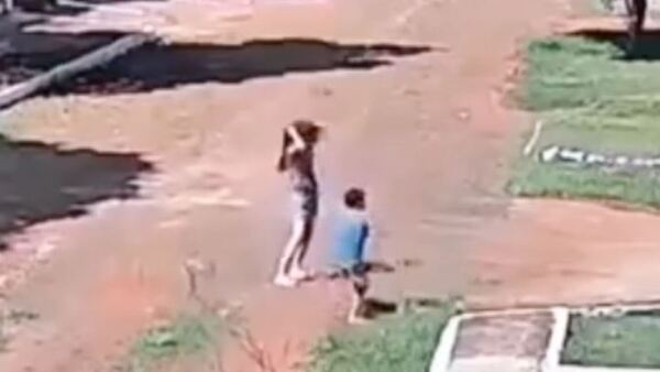 Abejas atacaron a niños y mataron a un perro