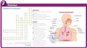 Anatomía del aparato respiratorio humano - Ciencias de la Naturaleza y de la Salud Tercer Ciclo - ABC Color